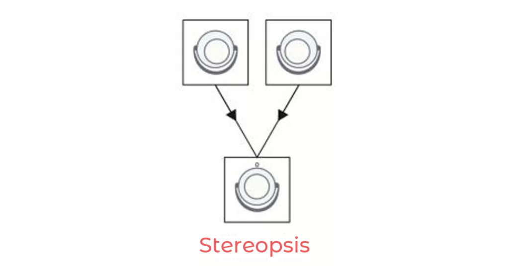 Streopsis - binocular vision